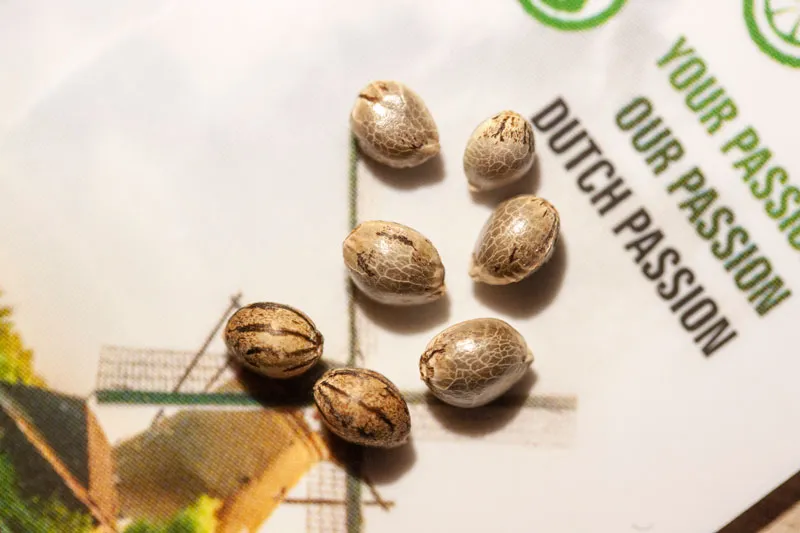 Picture of Dutch Passion cannabis seeds