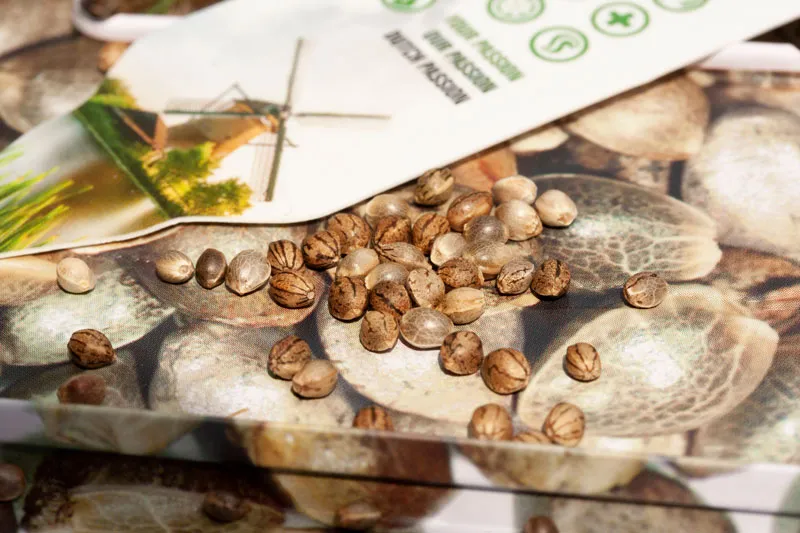 Cannabis Seeds pictures