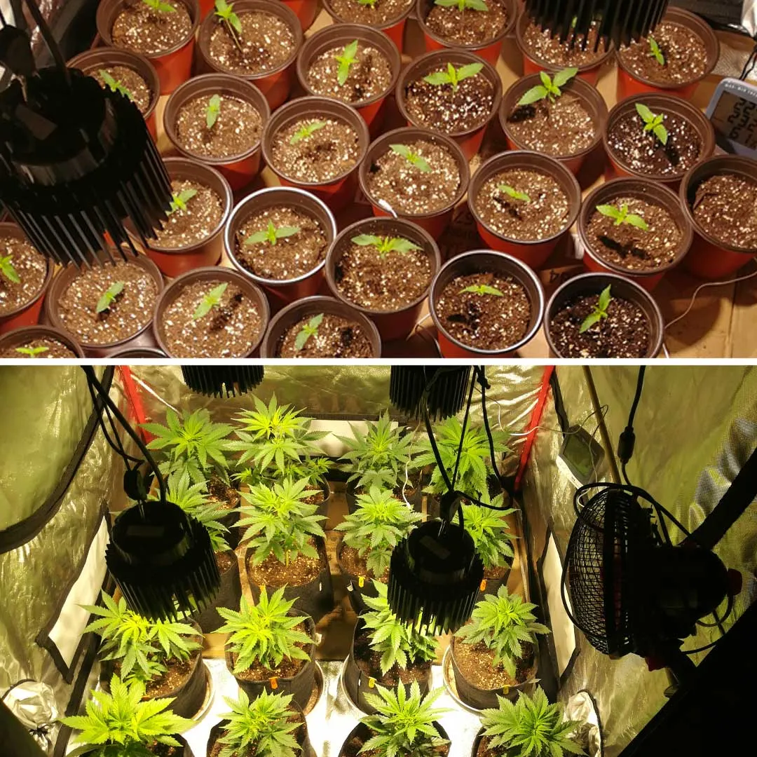 Cannabis seedling selection Dutch Passion