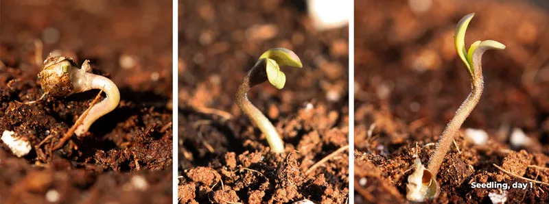 Cannabis seedling stage (2-3 weeks)
