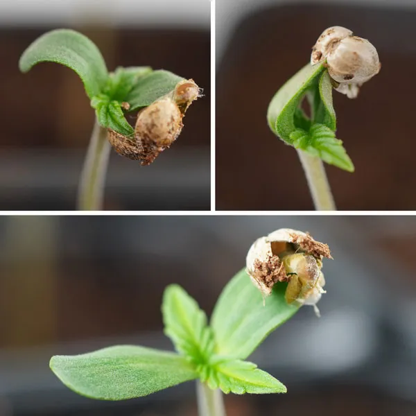 Cannabis seedlings with seed
