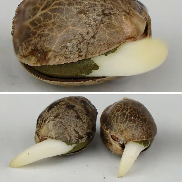 Cannabis seeds closeup germination picture