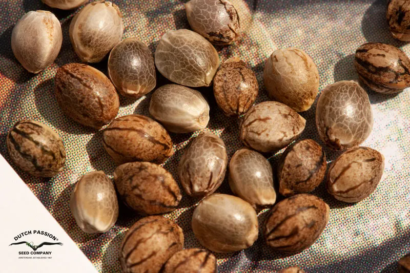 Genotypes in the cannabis seeds are usually very close, with small but crucial differences