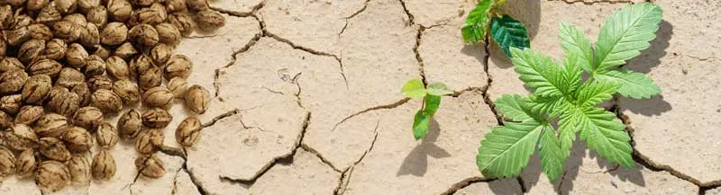 Cannabis seeds for hot climates