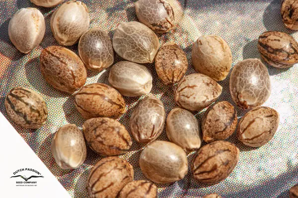 Dutch Passion cannabis seeds under the sun