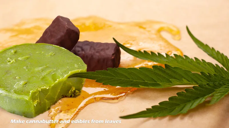 Cannabis leaves are perfect for cannabutter and edibles 