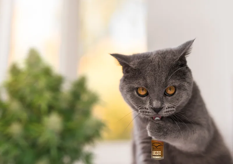 British shorthair cat licks dutch passion CBD oil