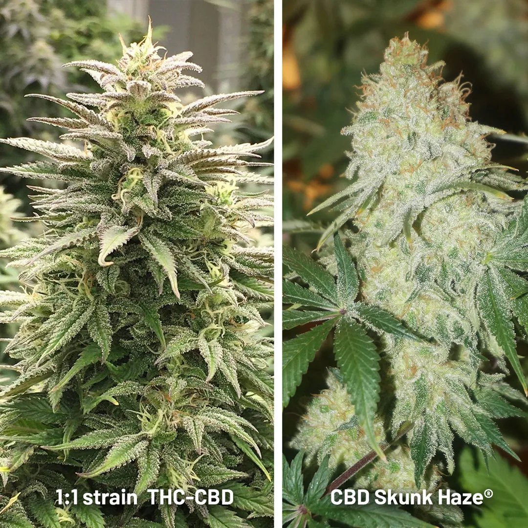 cbd-skunk-haze-1-to-1-ratio-thc-cbd-strain
