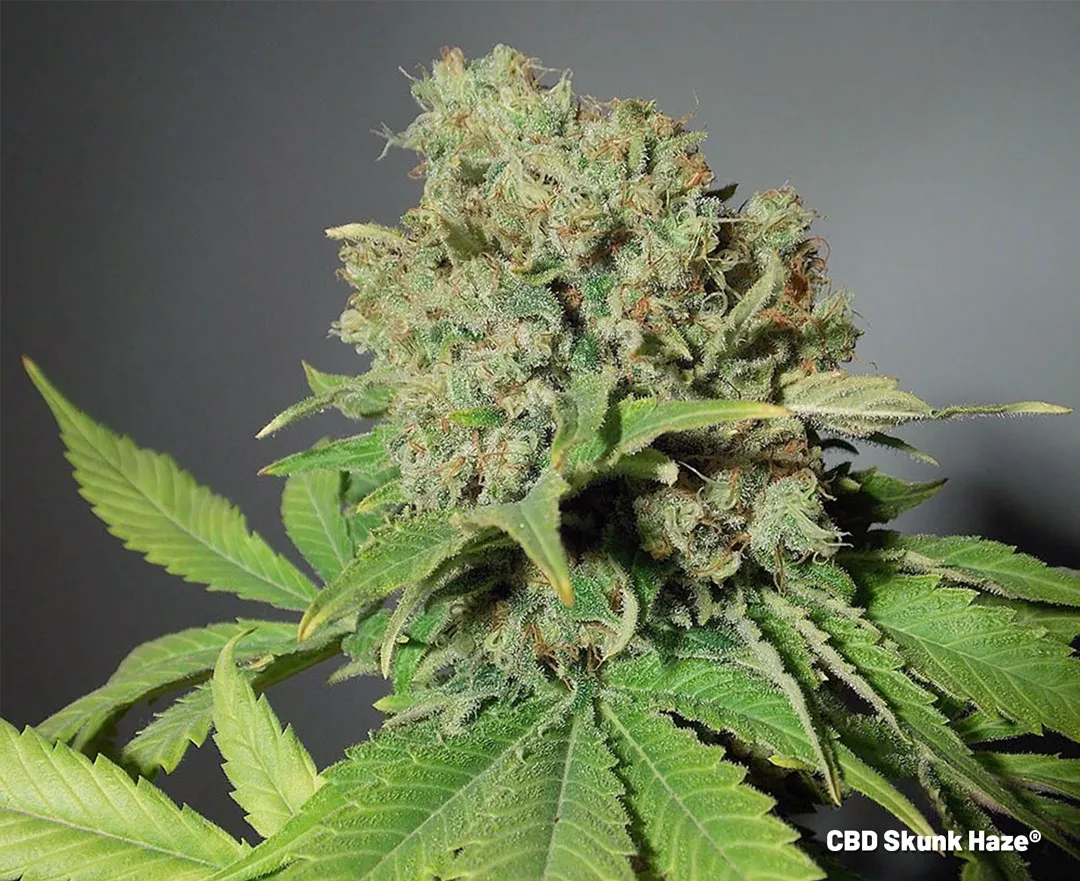 CBD Skunk haze