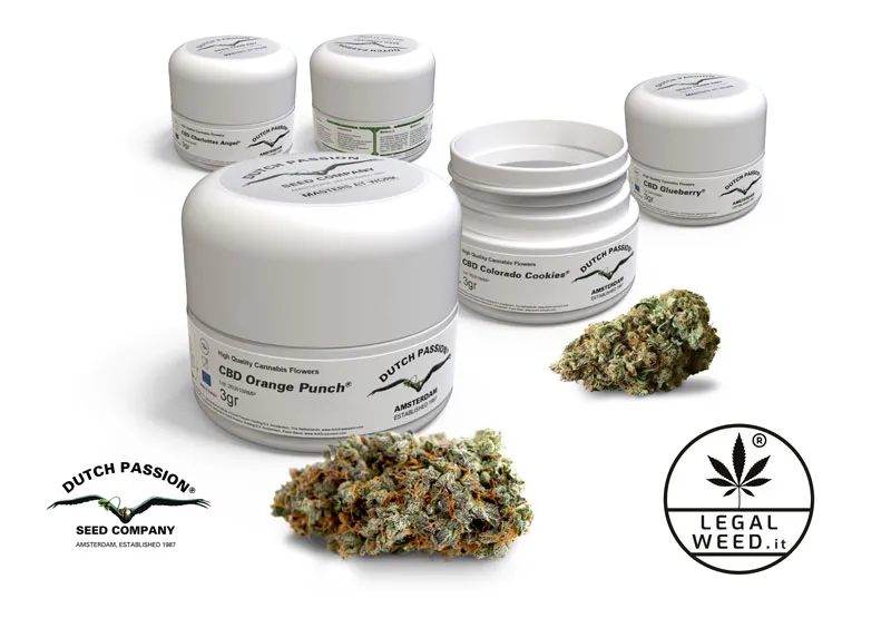 cbd rich dutch passion cannabis seeds lidl Italy