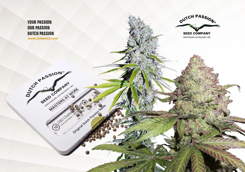 cbd rich dutch passion cannabis seeds