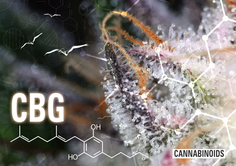 CBG cannabinoïde cannabigerol