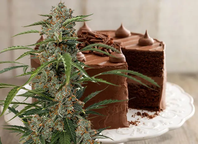 Chocolate-fudge-cake-and-Orange-Bud-dutch-passion-seed-company-cannabis-food