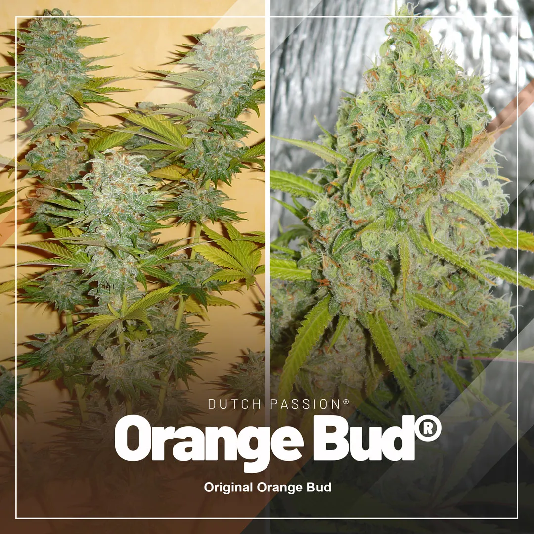classic-orange-bud-cannabis-seeds-variety-90s