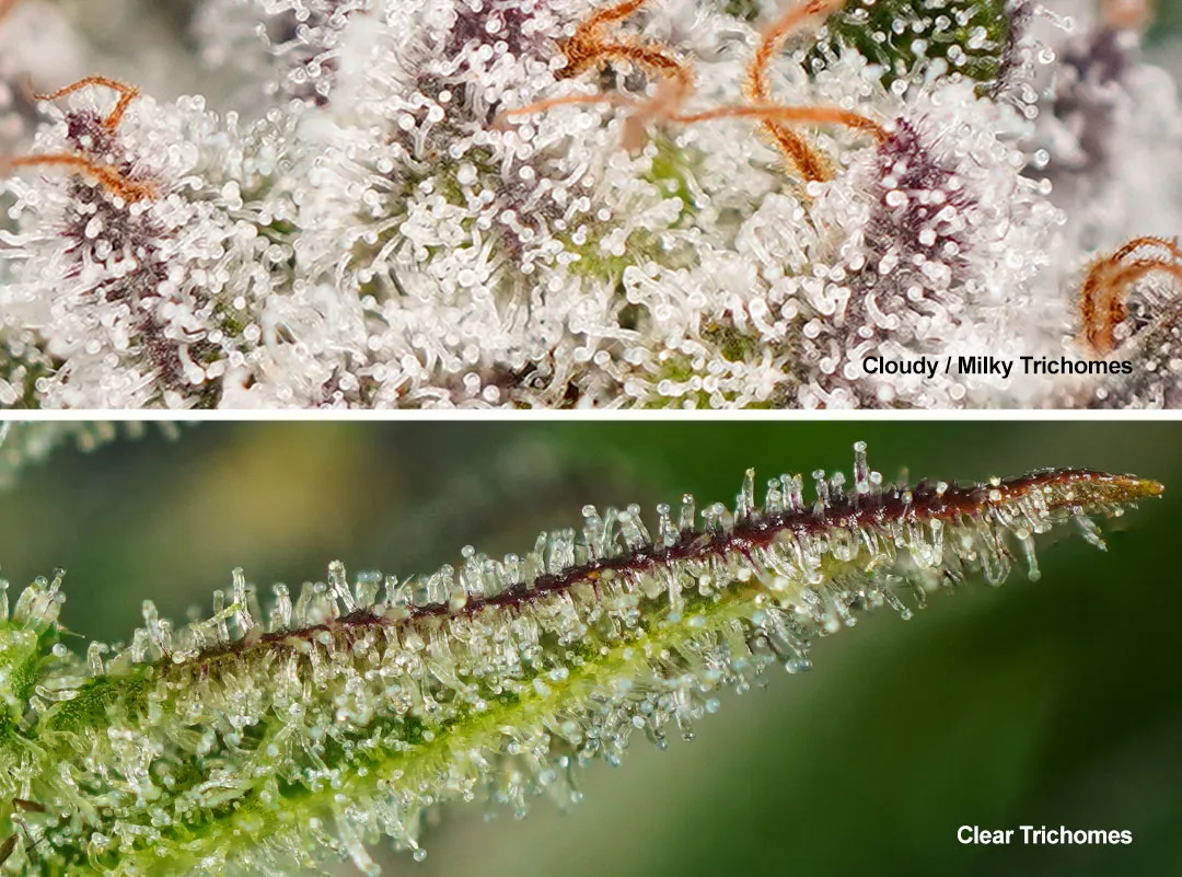 cloudy-milky-trichomes-and-clear-trichomes-harvest-time