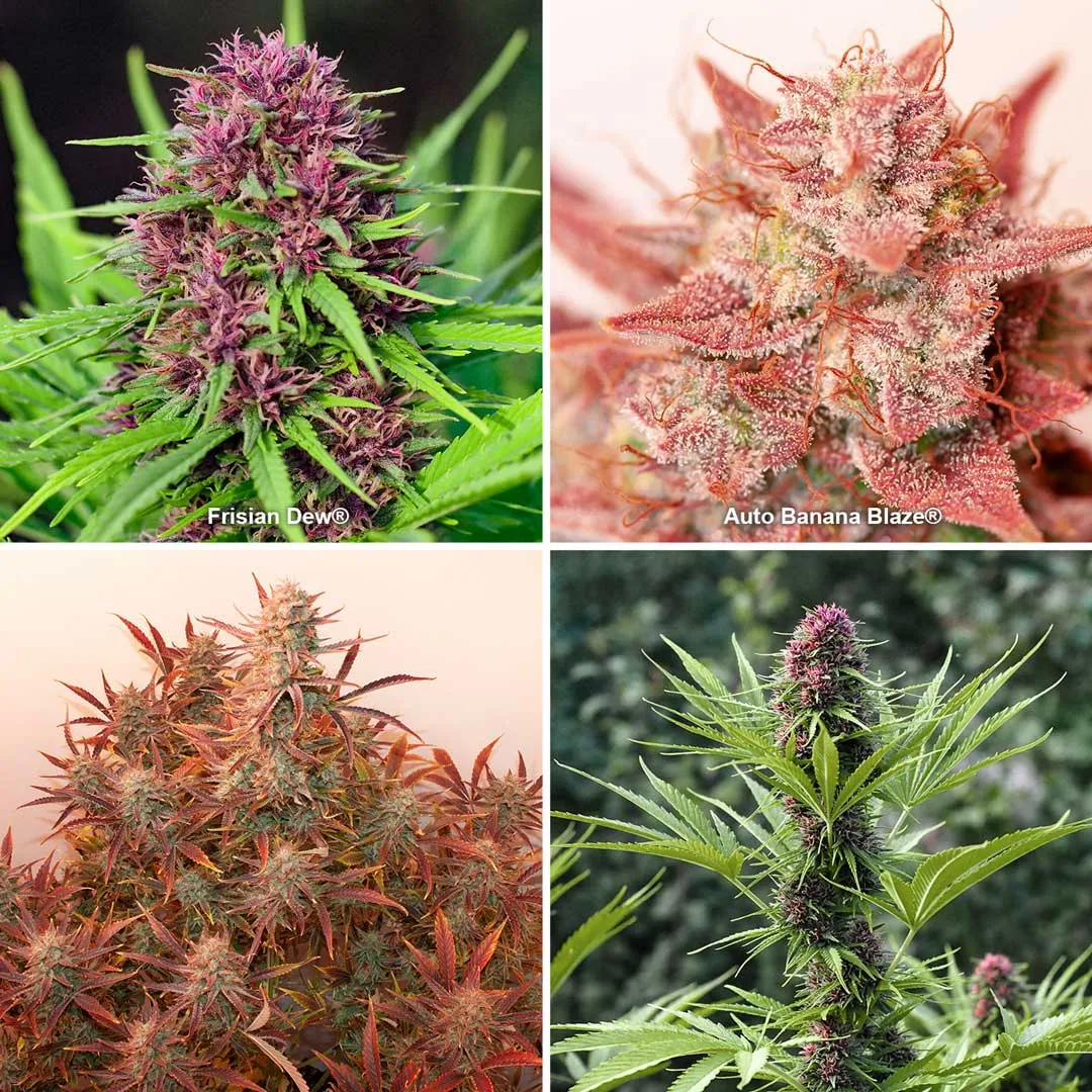 Red and pink cannabis strains