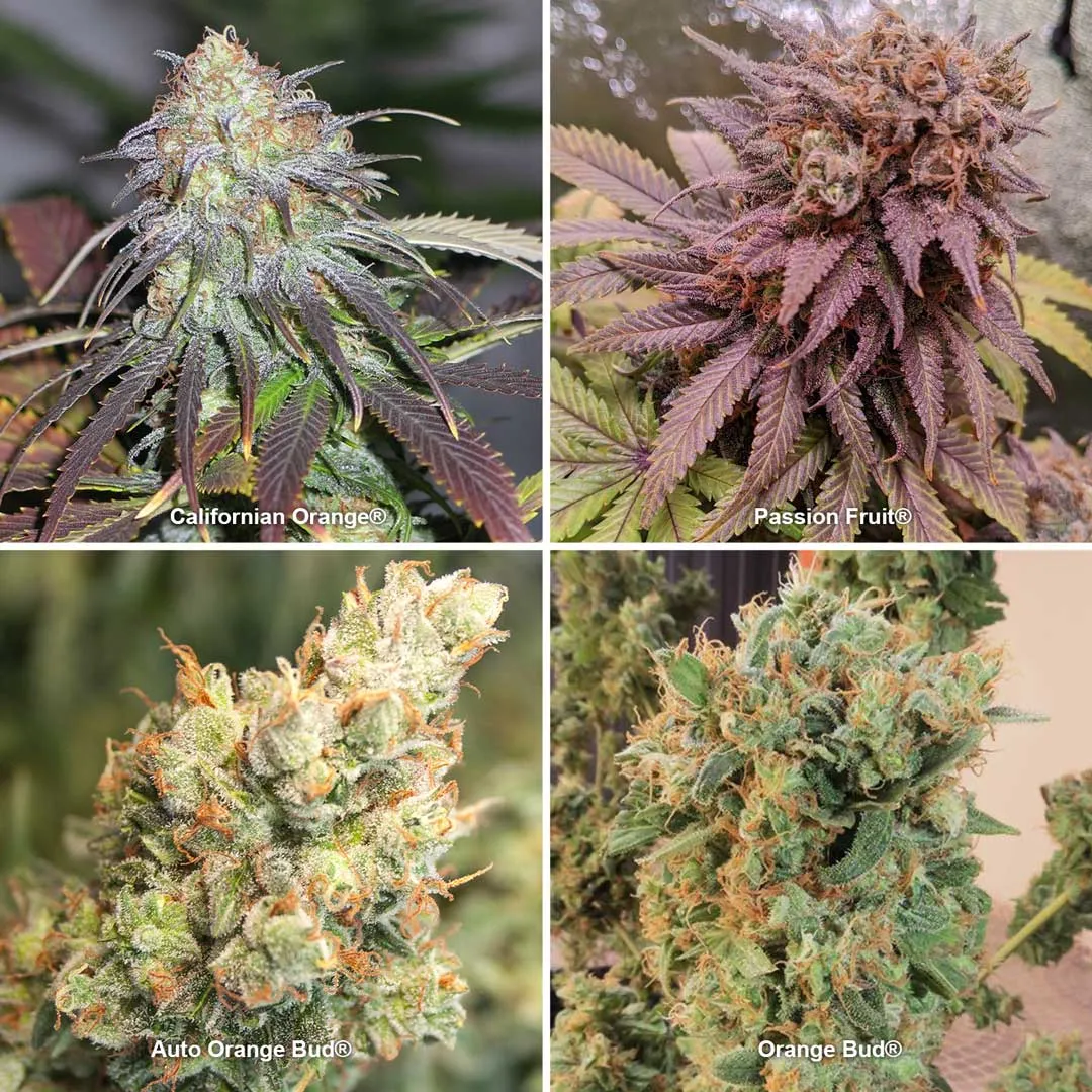 Yellow and orange cannabis strains