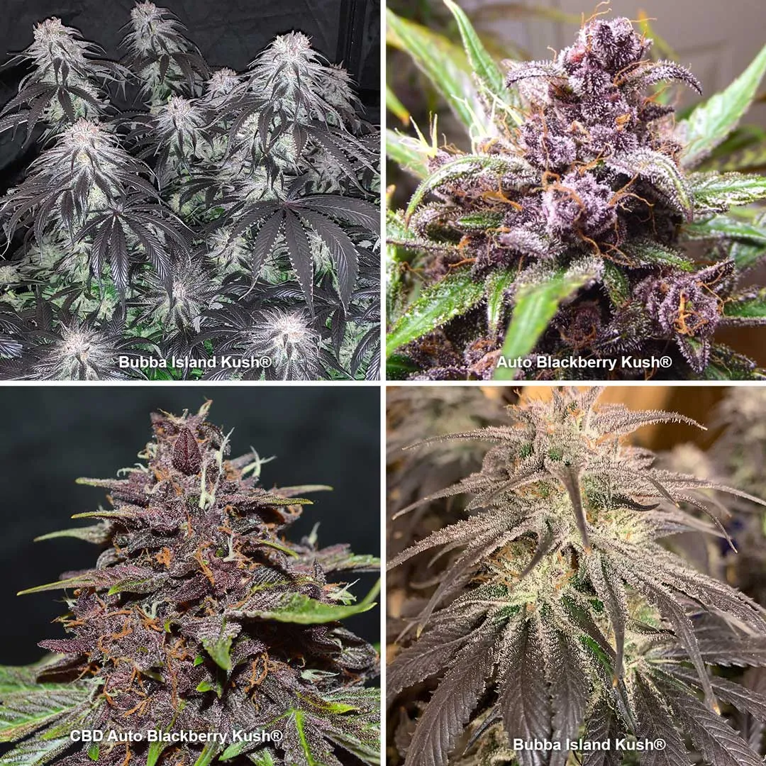 Black and dark cannabis strains