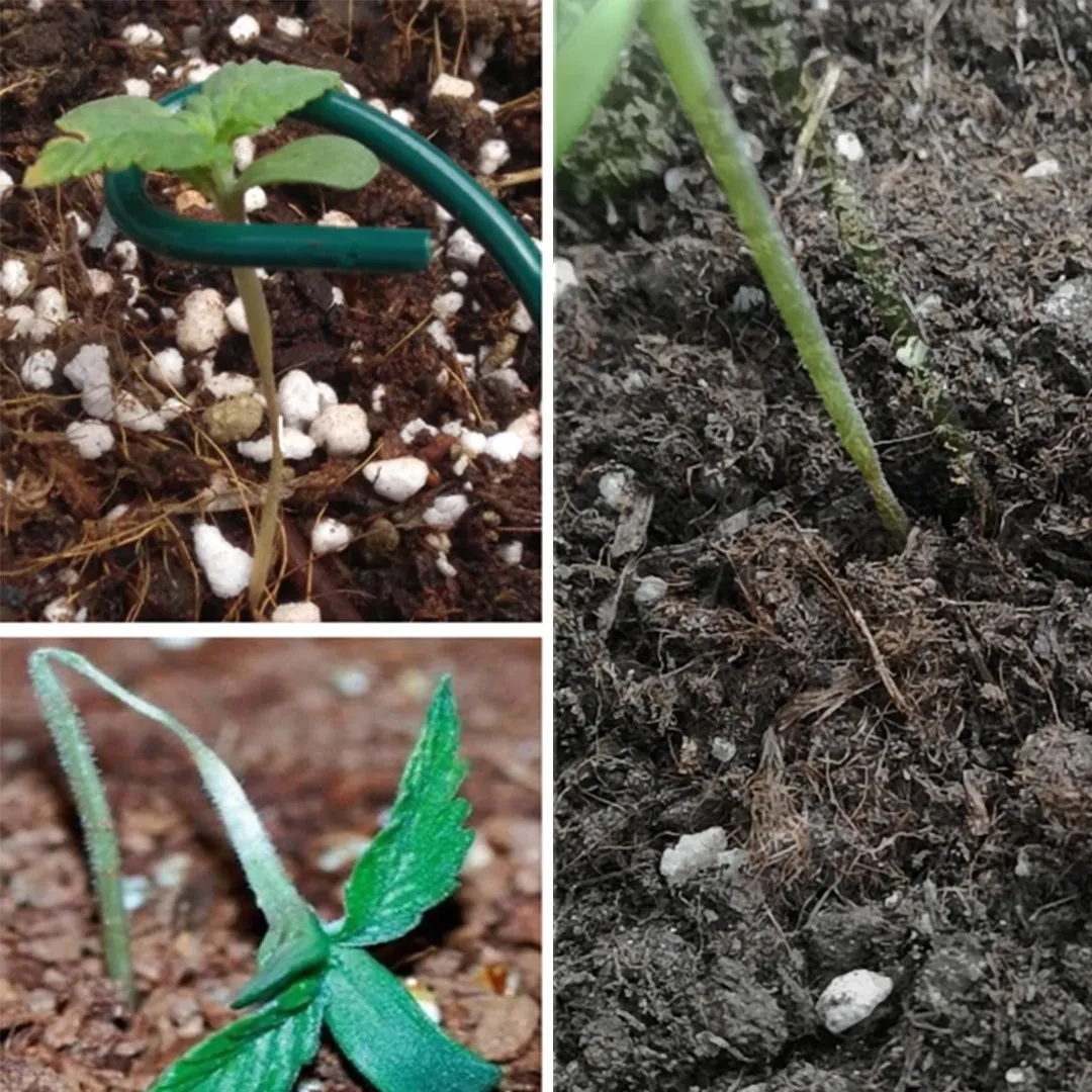 damping-off-seedlings
