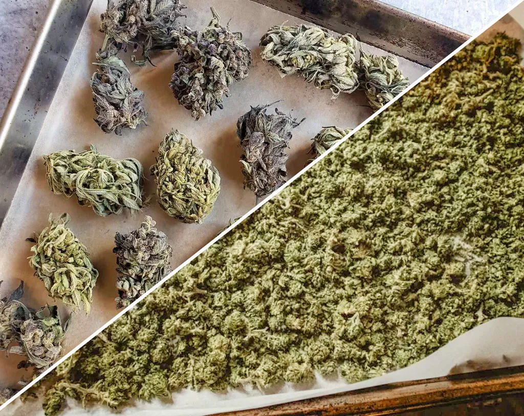 Big cannabis buds vs grinded buds before decarboxylation