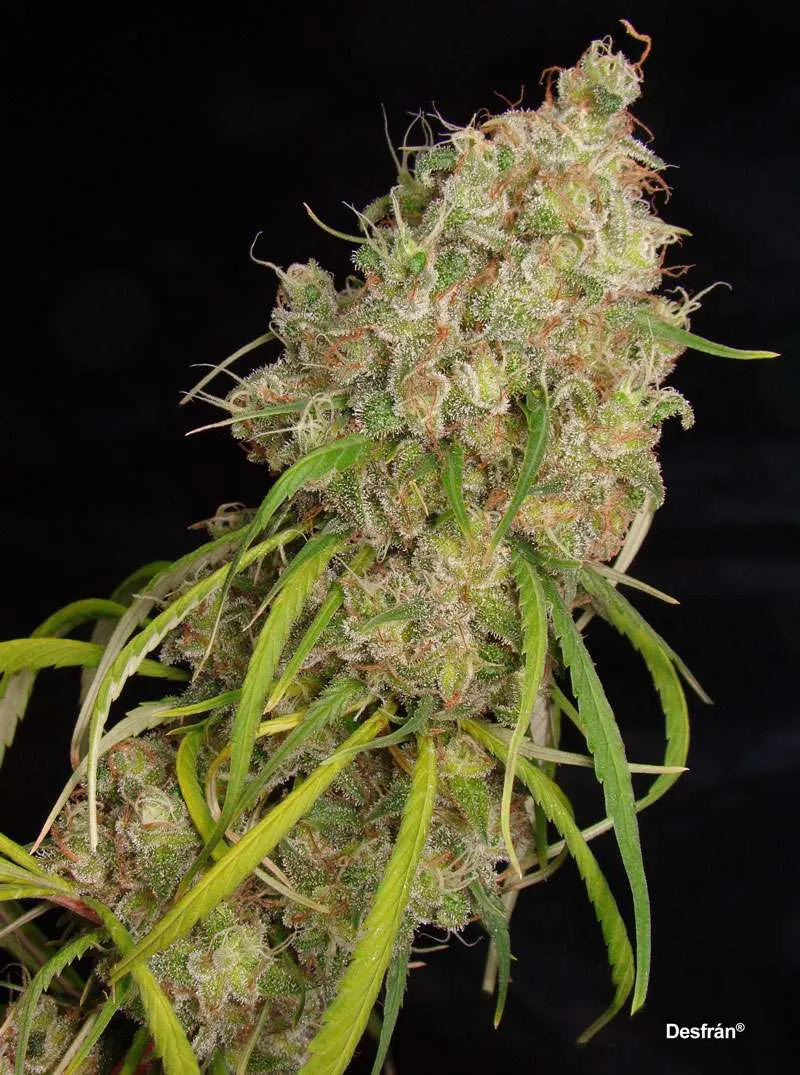 Desfrán, jungle sativa that can take over your grow room