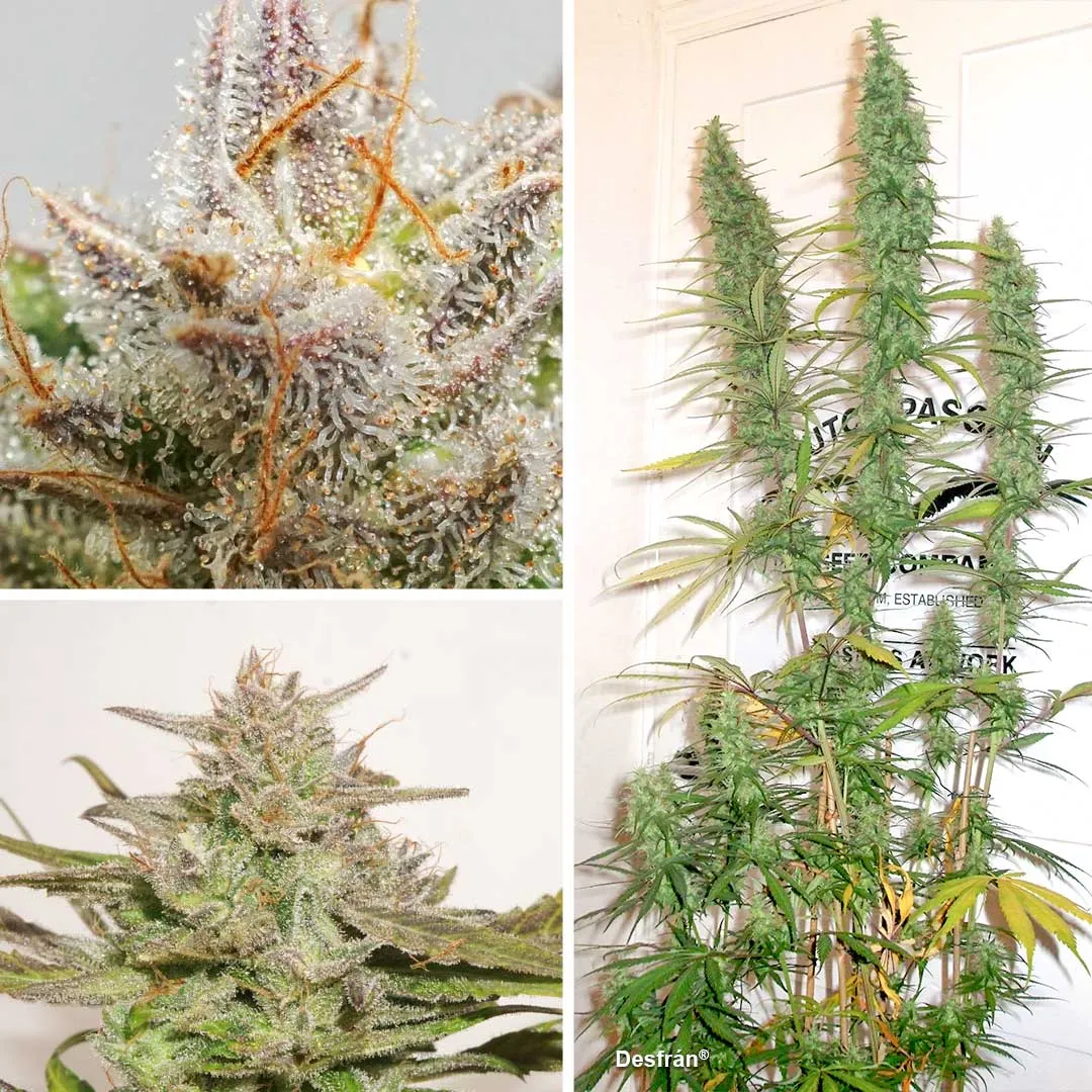 desfran-extreme-sativa-dominant-variety-by-dutch-passion-cannabis-seed-company