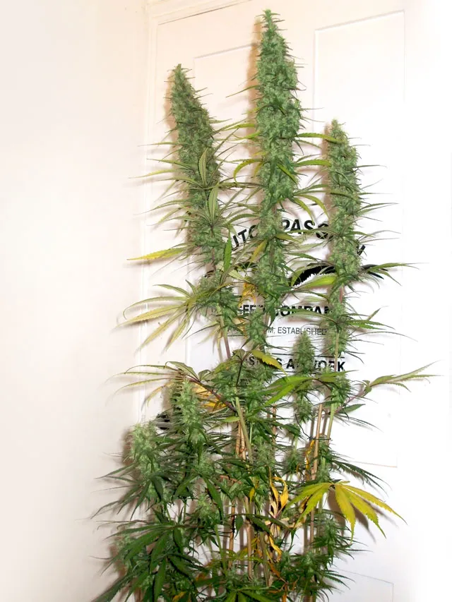 desfran-sativa-high-thc-strain-marihuana-expert-growers-dutchpassion-collection
