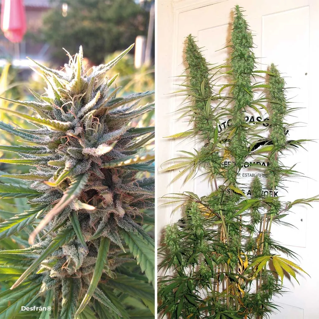 Desfrán, jungle sativa