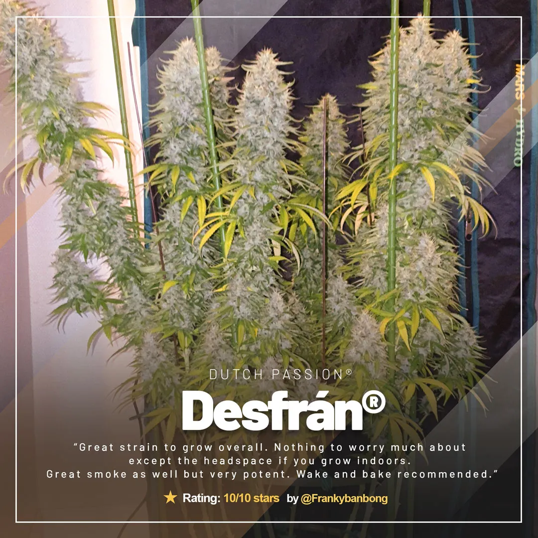 desfran-the-extreme-sativa-destroyer-cannabis-variety