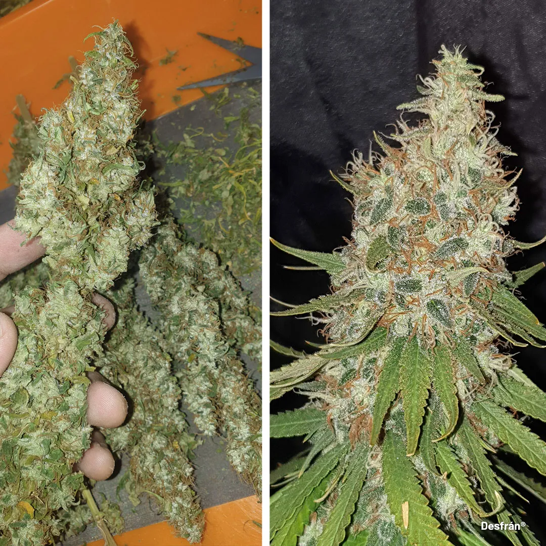 desfran-the-extreme-sativa-destroyer-cannabis-variety-for-jungle-lovers