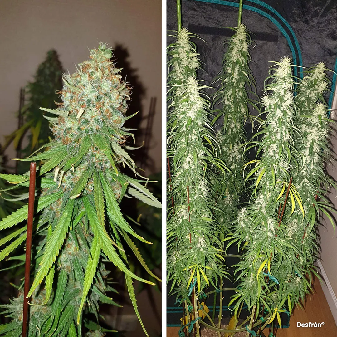 desfran-the-extreme-sativa-destroyer-cannabis-variety-long-frosty-buds
