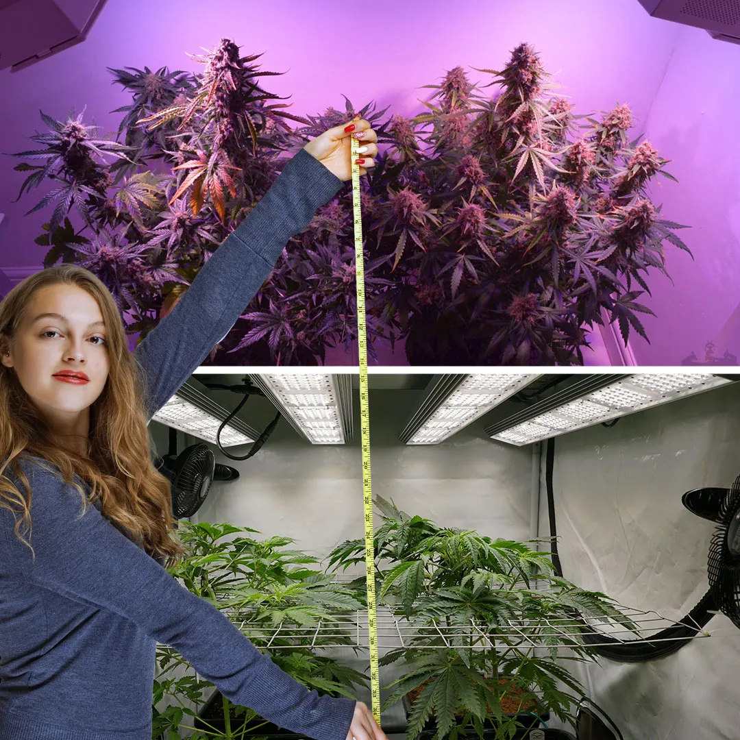 determine-Height-and-space-for-your-cannabis-grow