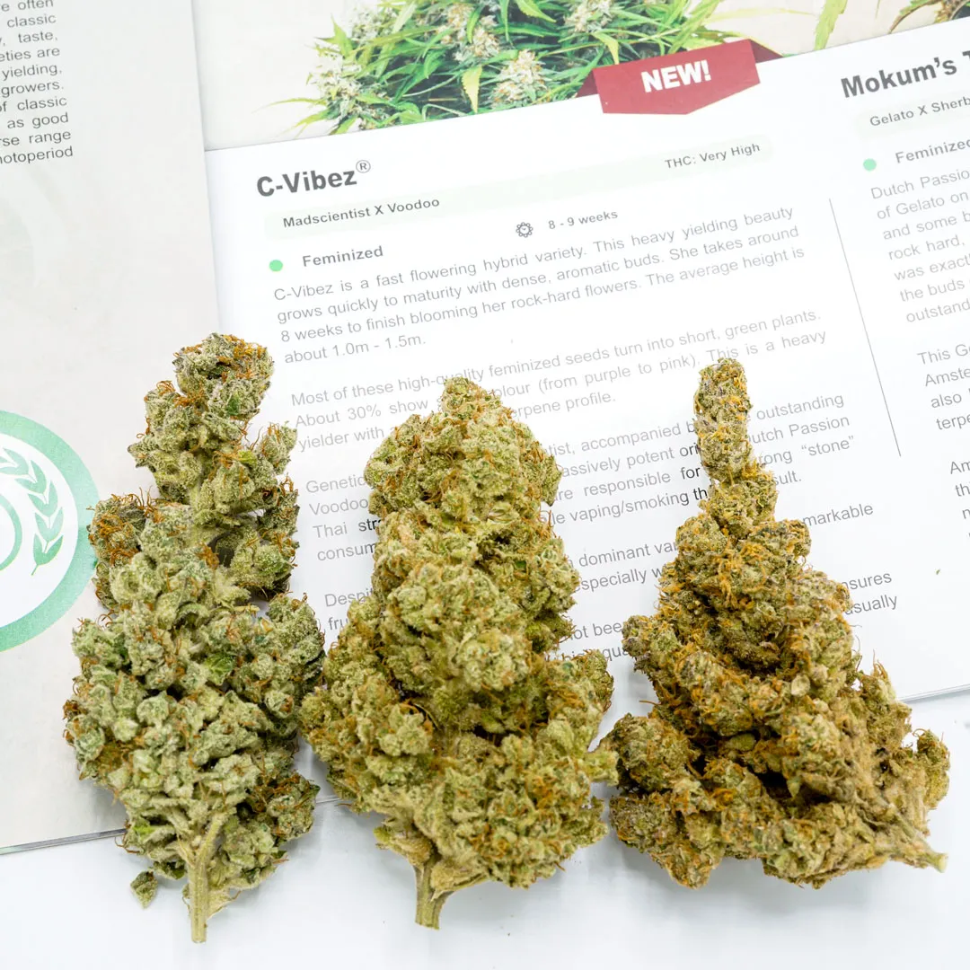 C-Vibez feminised photoperiod strain phenotypes