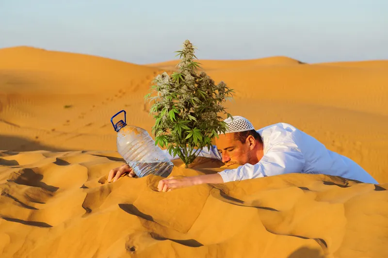 Does weed cause dehydration?
