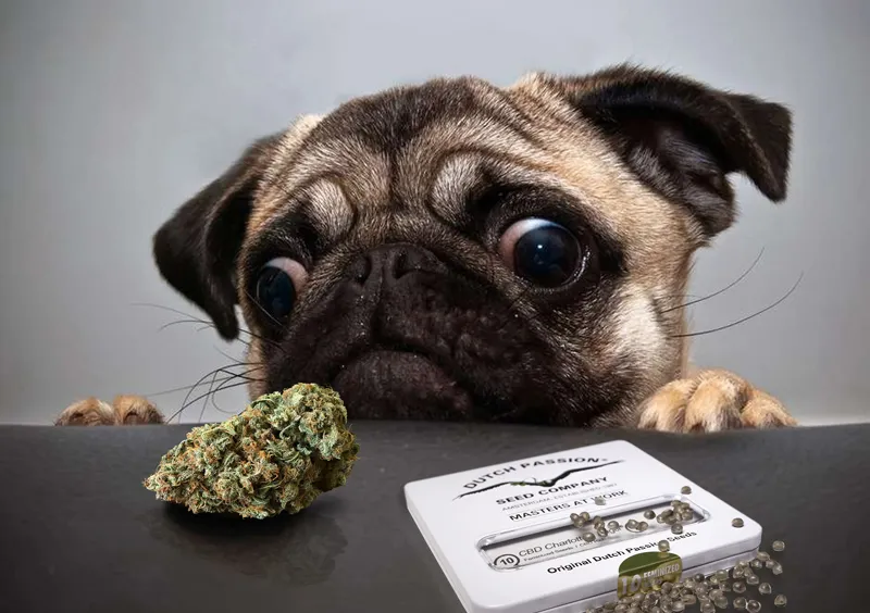 dutch passion cannabis dog taking CBD drops oil