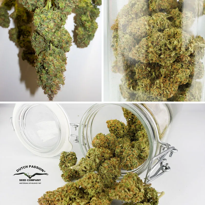 A 6-month cure with jars in cool/dark conditions is a great way to maximise taste and aroma