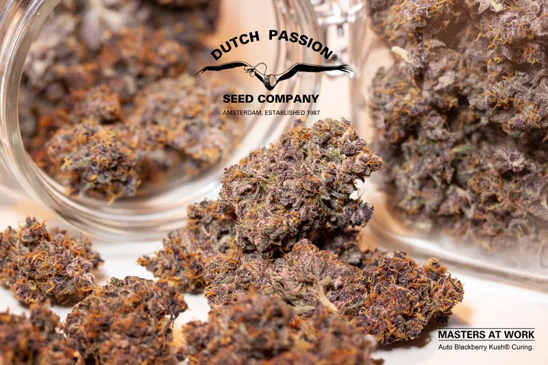 Curing and drying your cannabis