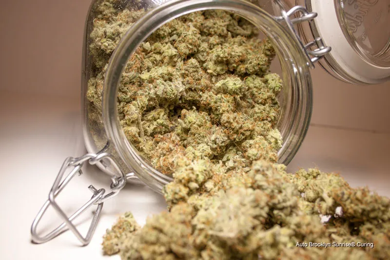 Curing and drying your cannabis