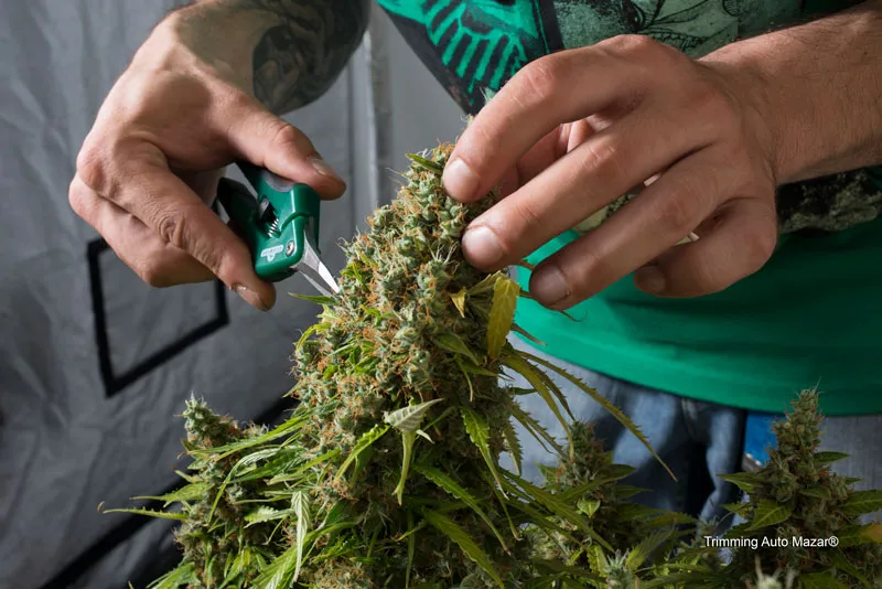 Curing, cutting and drying your cannabis
