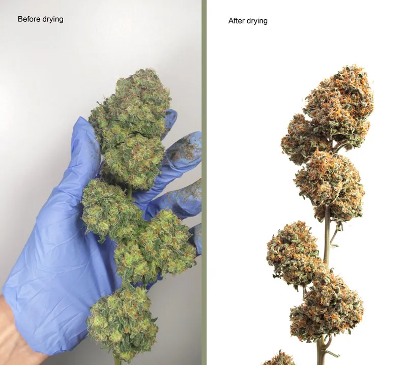 Curing and drying your cannabis