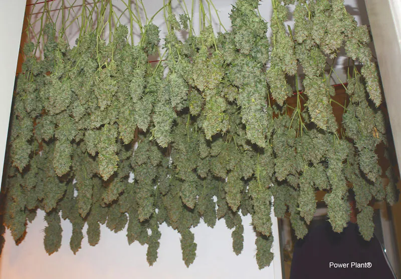 Curing and drying your cannabis