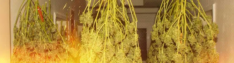 Drying and curing cannabis in hot weather