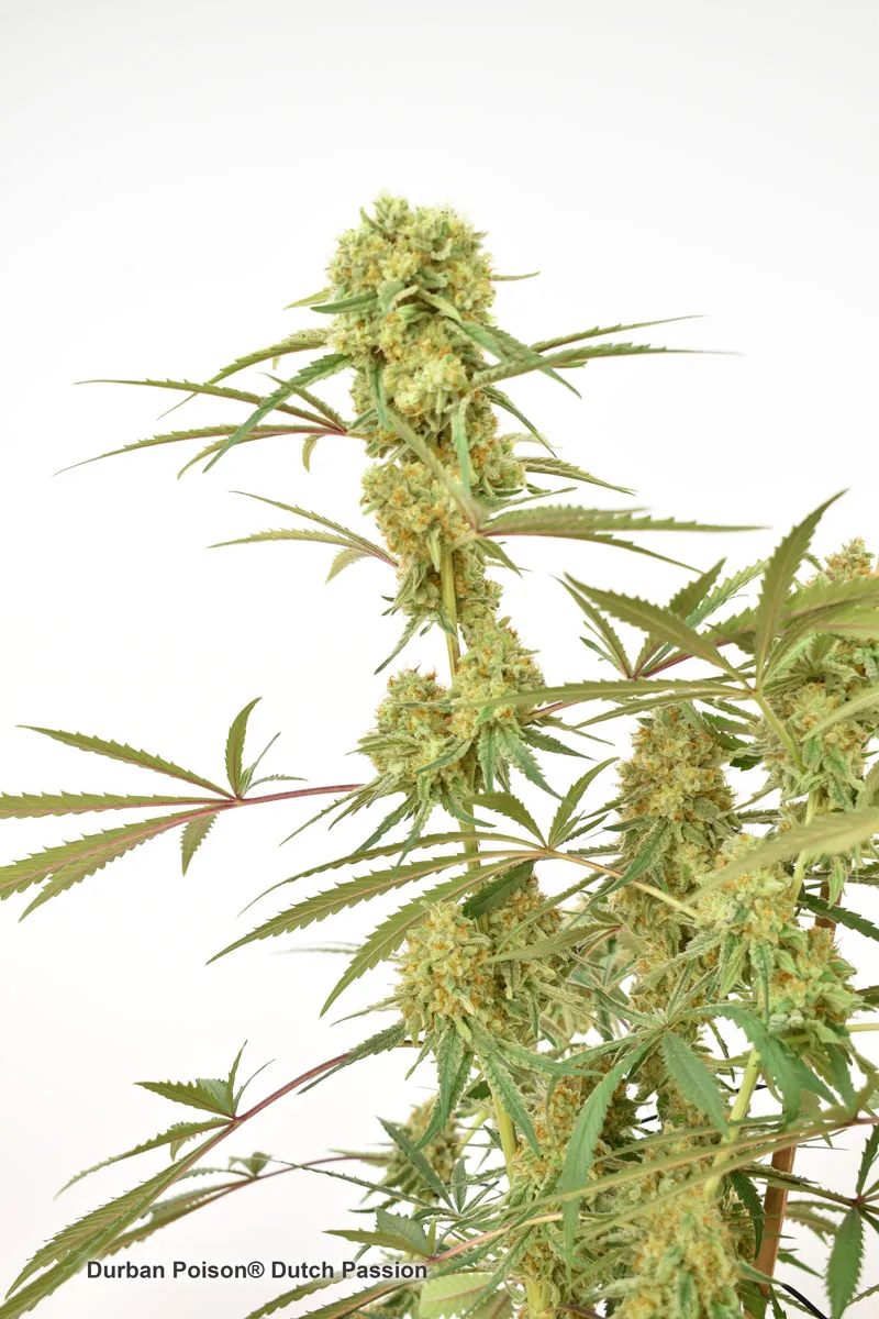 Durban Poison by Dutch Passion