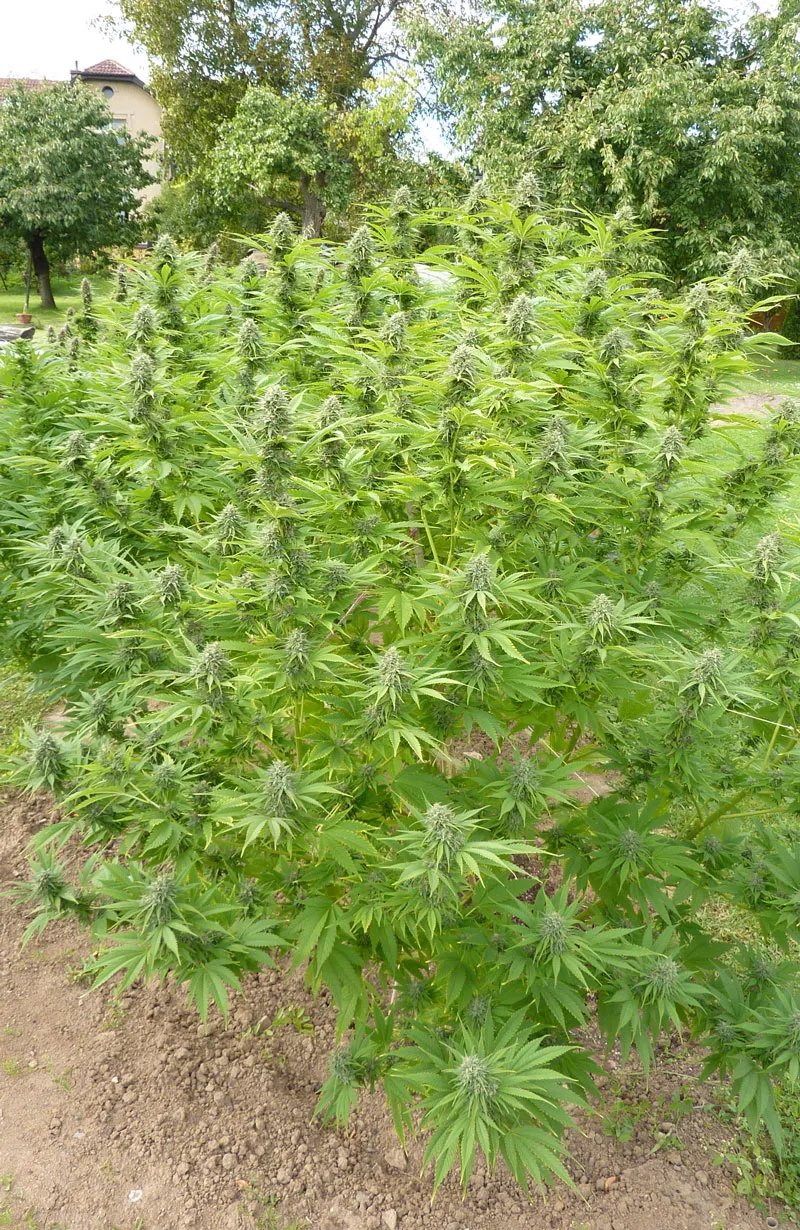 dutch-passion-cannabis-seed-company-durban-poison-one-of-the-best-indoor-and-outdoor-sativa-dominant-varieties