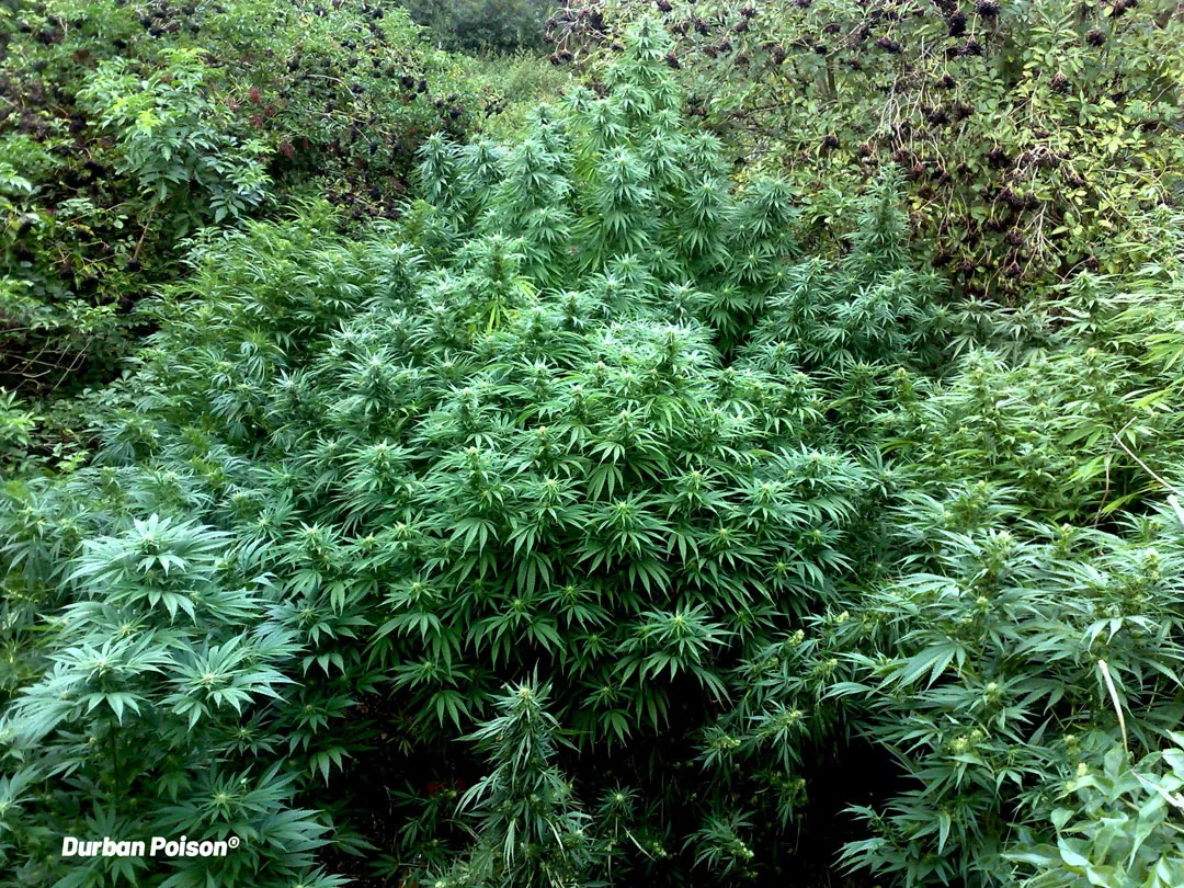 durban-poison-forest-guerrilla-grow