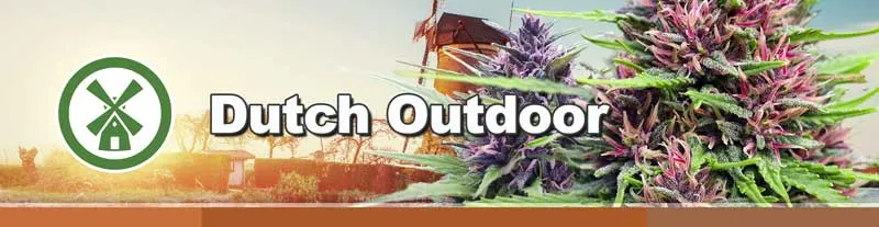 Dutch Passion Dutch Outdoor cannabis seeds