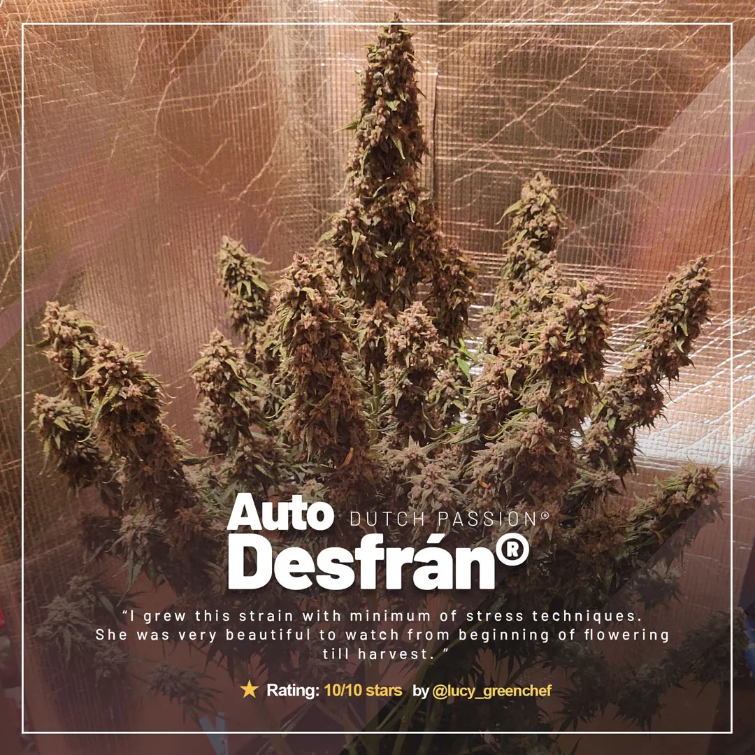dutch-passion-auto-desfran-destroyer-genetics-autoflower-main