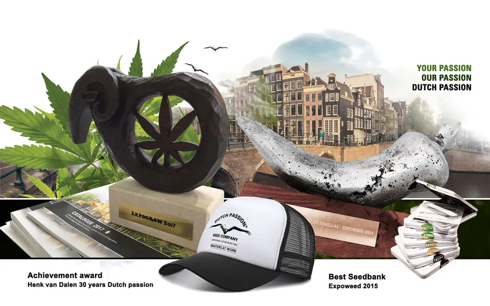 Dutch passion best seed company cannabis seeds awards