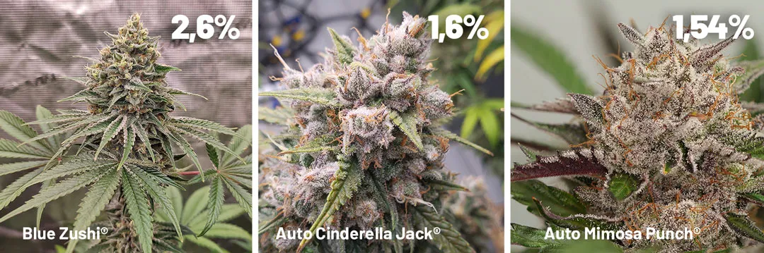 dutch-passion-strains-with-high-terpenes