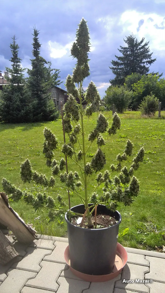 auto-mazar-outdoor-cannabis-marihuana-weed-dutch-passion-bestseller
